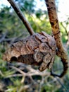 detail photo of cones in woodland