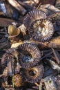 Detail photo of the fluted bird`s nest Cyathus striatus growing on the shredded tree bark in the Prielenbos park in Zoetermeer