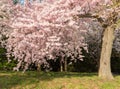 Detail photo of japanese cherry blossom flowers and tree Royalty Free Stock Photo