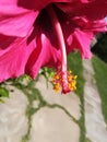 Pistil of a fuchsia flower