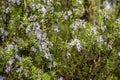 Detail photo of a rosemary bush at the Amalfi coast, Italy Royalty Free Stock Photo