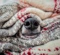 Detail photo - a small cute black dog nose in a pile of cuddly blankets Royalty Free Stock Photo