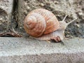 Detail photo of a snail