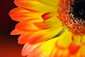 Detail, photo of yellow and orange gerbera, macro photography and flowers background