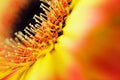 Detail, photo of yellow and orange gerbera, macro photography and flowers background Royalty Free Stock Photo