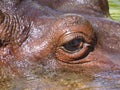 Detail Photograph of Big Huge Animal Hippo Eye Swimming in Yellow Water