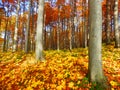 Detail photography of autumn forest Royalty Free Stock Photo