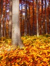 Detail photography of autumnal beech trees Royalty Free Stock Photo