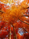 Detail photography of autumnal trees Royalty Free Stock Photo