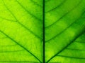 Detail photography of big green leaf Royalty Free Stock Photo