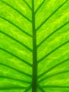 Detail photography of big green leaf Royalty Free Stock Photo