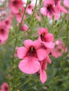 Detail photography of flowers