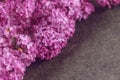 Detail Photography Of Purple Lilac, Macro, Spring Blooming Plant