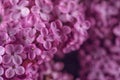 Detail Photography Of Purple Lilac, Macro, Spring Blooming Plant