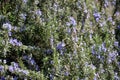 Detail photography of rosemary flowering plant herb