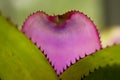 Detail of the Pick leaf of a Bromelia Royalty Free Stock Photo