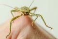 Phasmid standing on the hand