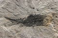 A detail of the fossil fish. Royalty Free Stock Photo