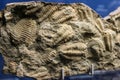 A detail picture of the fossil trilobites