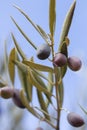 Detail of picual olive fruits growing in the tree against the clear blue sky Royalty Free Stock Photo