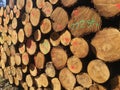 Detail of pile of cut timber logs - logging, forestry background Royalty Free Stock Photo