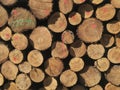 Detail of pile of cut timber logs - logging, forestry background Royalty Free Stock Photo