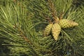 Detail of a pine