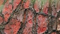 Detail Of Pine Bark With Rough Surface As Background. Peaceful Nature. Pan. Royalty Free Stock Photo