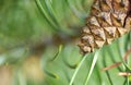 Detail pine cones