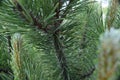 Detail of pine Royalty Free Stock Photo