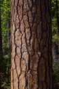 Detail of pine tree bark tree with soft light