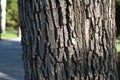 detail of pine tree bark texture, natural background stock photo wallpaper. Long-leaved pine - Pinus palustris. Close-up photo of Royalty Free Stock Photo