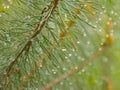 Closeup of branch with pine needles with rain drops Royalty Free Stock Photo