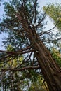 Detail of pine tree with many empty branches looking up