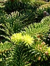 Detail of a pine tree with young branches