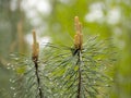 Detail of a pine with young cone flowers and needles with rain drops Royalty Free Stock Photo