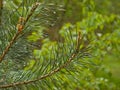 Detail of a pine with young cone flowers and needles with rain drops Royalty Free Stock Photo