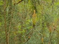 Detail of a pine with young cone flowers and needles with rain drops Royalty Free Stock Photo