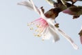 Detail of pink almond blossom and its pistils Royalty Free Stock Photo