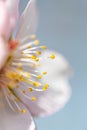 Detail of pink almond blossom and its pistils Royalty Free Stock Photo