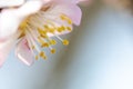 Detail of pink almond blossom and its pistils Royalty Free Stock Photo