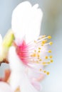 Detail of pink almond blossom and its pistils Royalty Free Stock Photo