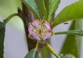 Detail of a pink apricot tree flower. Small black ant on a leaf Royalty Free Stock Photo