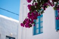 Detail of pink blossoms on a tree standing in Mykonos town Royalty Free Stock Photo