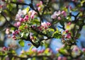 Detail pink buds on apple trees