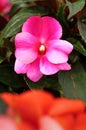 Pink flower Impatiens walleriana in blossom