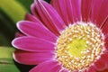 Detail of Pink Gerbera Royalty Free Stock Photo