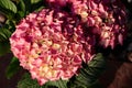 Detail of a pink hydrangea flower