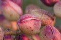 Detail of pink kerman pistachios