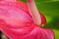 Detail on pink Laceleaf - Anthurium - flower, drops of morning dew visible on surface